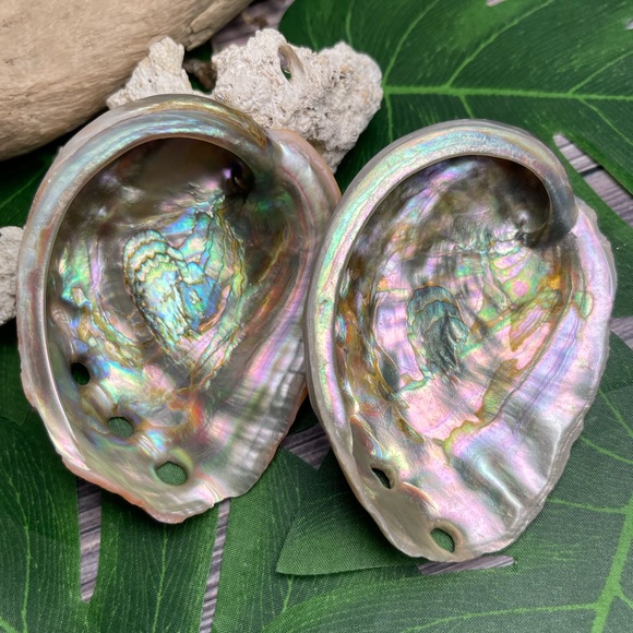 2 for 1 Special Seashells Lot 2 Interior Polished Abalone Shells Bundle Coastal - Picture 8 of 14